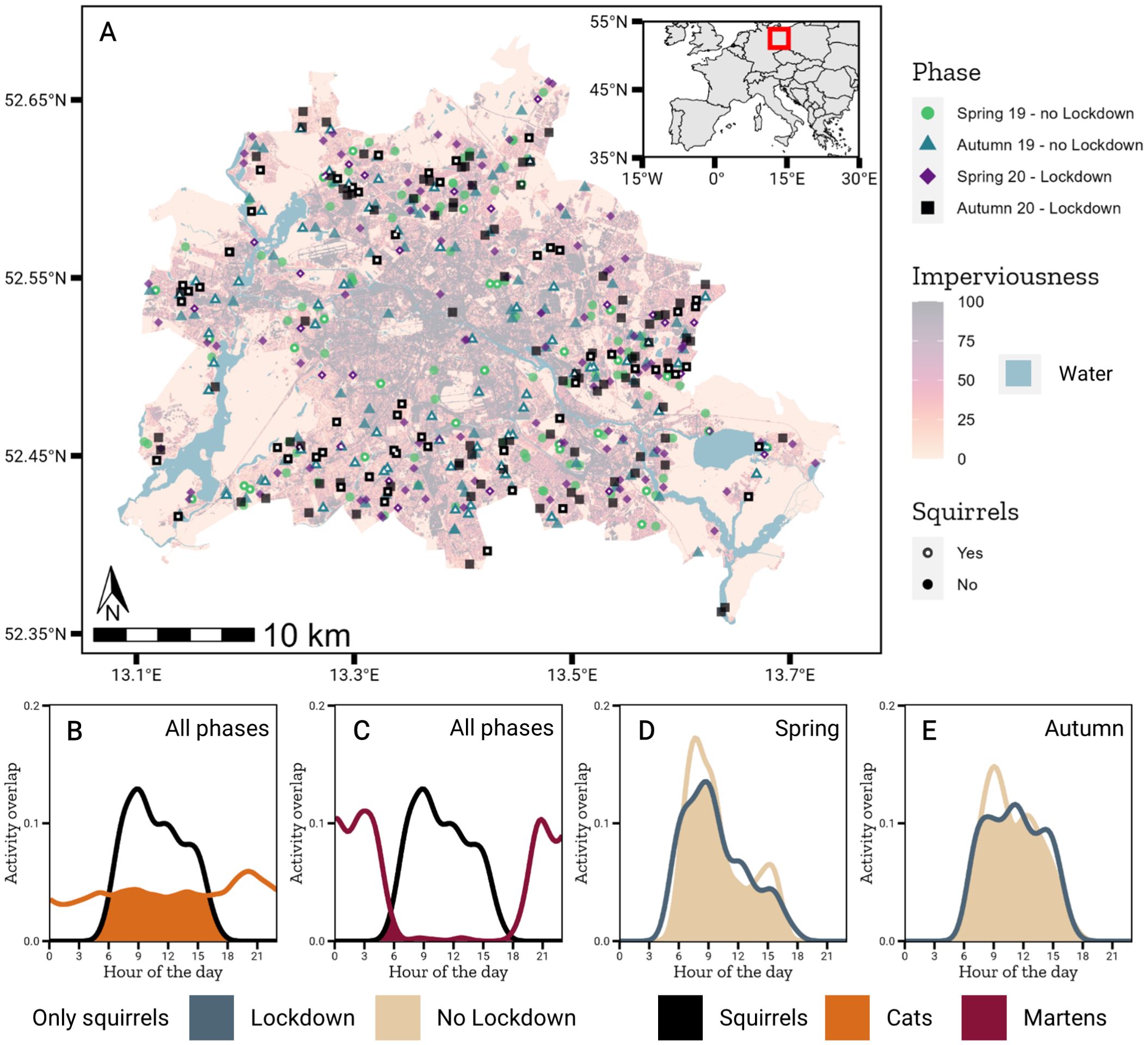 Figure 2 of Drenske et al. 2024: (A) Study area in Berlin, Germany, and locations of the camera traps (stations) in each of the project phases included in the study. (B) Comparison of the activity of cats and squirrels during all project phases. (C) Comparison of the activity of martens and squirrels during all project phases. (D) Comparison of the activity of squirrels in spring with and without lockdown. (E) Comparison of the activity of squirrels in autumn with and without lockdown. Shaded areas represent activity overlap.