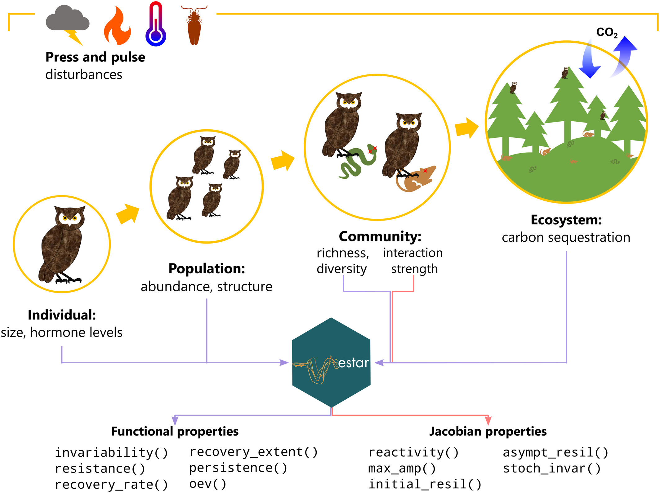 Figure 1 of Figueiredo et al. 2026: The estar package can measure stability at different ecological levels in response to press and pulse disturbances, by taking in state variables at different levels of organisation: Individual, population, community and ecosystem. The functional metrics can be calculated for all levels (purple arrows), while the Jacobian metrics can only be calculated for the community, based on the matrix of species interactions (orange arrows).