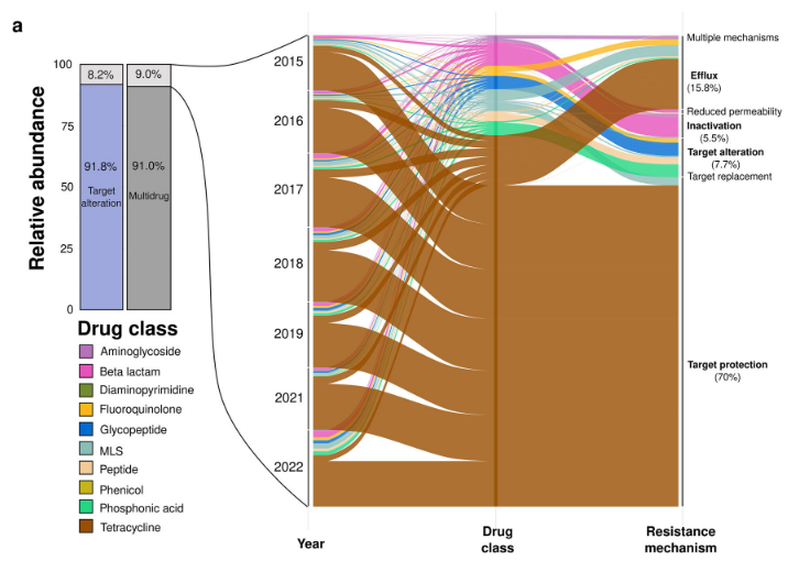 Figure 1 of Gicquel et al. 2026: General overview of ARGs in house mouse microbiomes. a Average relative abundance of ARGs in all house mouse microbiomes from this study. More than 90% of the abundance was related to multidrug genes (139 genes) and target alteration genes (147 genes) as resistance mechanisms. Genes conferring resistance to the ten relevant drug classes account for only 9% of the total abun-
dance. Of these, the majority were genes conferring resistance to beta-lactam antibiotics (46 genes), accounting for less than 1% of the total abundance. Genes conferring resistance to tetracycline (18 genes) represent 6% of the total abun-
dance. Genes conferring resistance to tetracycline, fluoroquinolone and MLS (macrolides, lincosamides and streptogramins) antibiotics, which are related to the target protection mechanism, accounted for 70% of the abundance related exclu-
sively to the ten major antibiotic classes. Genes with efflux, target alteration or antibiotic inactivation each represented more than 5% of the abundance related exclusively to the ten major antibiotic classes.