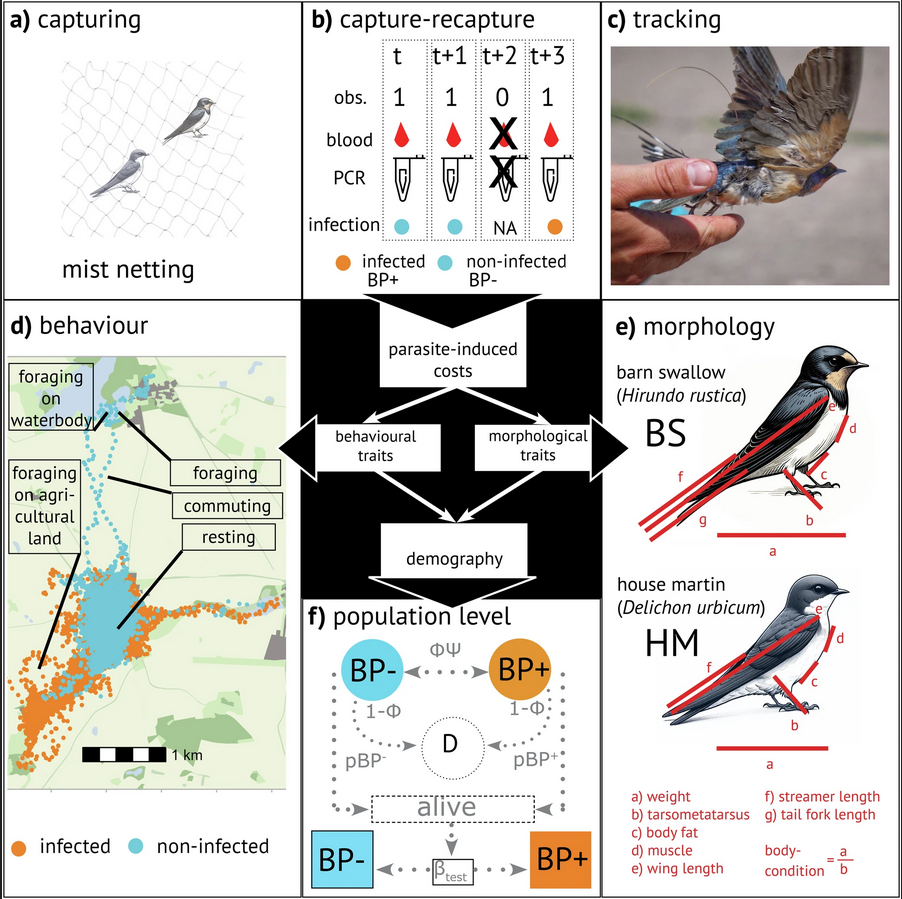 Figure 1 of Grabow et al. 2024: Centre panel: Main hypothesis: Parasites alter resource allocation in their hosts, leading to changes in such plastic traits as morphological traits and movement behaviour, with potential consequences for demography. a Capturing method for birds: Mist netting using a structured sampling design with equal sampling effort. b Scheme of Capture-mark-recapture (CMR) design, including multiple observations (obs.) across years t, when blood samples were collected and analysed via polymerase chain reaction for blood parasite infection. In case of non-recaptures (see example at t + 2) no blood samples would be collected. c Barn swallow (BS) tagged during CMR with lightweight ATLAS tag (0.125 Hz) for movement analyses. d Exemplary movement tracks (Supplementary movie S1), analyses of movement behavioural states (foraging, commuting, and resting via Hidden-Markov model; HMM), and habitat selection examples during foraging (via integrated Step-Selection function, iSSF). e Morphological traits of barn swallows (BS) and house martins (HM) measured during the CMR. f Schematic representation of multi-event model for analysing survival by accounting for uncertainty in blood parasite (BP) infection status; BP+, BP-, and D (round circles) describe the true state of each individual, namely infected with BP, non-infected, and dead, respectively. Transitions between BP+ and BP- are explained as survival (Φ) and state transition (), or death (1- Φ). Observations (pBP+ and pBP-) differ between infected and non-infected individuals, dead individuals are never captured. Infection status of subclinical infection can only be revealed by polymerase chain reaction, i.e. the testing probability (βTest).