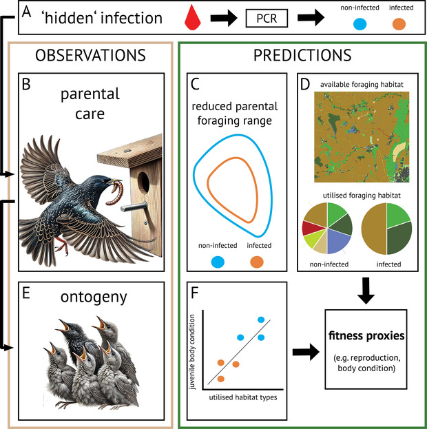 Figure 1 of Grabow et al. 2025: Overview over the hypothesis and predictions related to pathogen-induced alterations in foraging behaviour and subsequent consequences on fitness proxies, such as impaired reproduction or body conditions. (A) Infections that remain ‘hidden’ due to the absence of visible clinical signs require active testing for detection and classification of individuals’ infection status. In the case of avian blood parasites, this requires active collection of blood and analyses via PCR to obtain infection statuses. (B) By imposing costs on hosts, this infection can alter behaviour, including parental care movements. (C) Reduced movements may reduce parental foraging range sizes, and (D) restrict host’s foraging to specific habitat types, as resources are not distributed homogeneously. The map and pie chart are for illustrative purposes only, representing predicted foraging habitat utilization rather than actual distribution. For the distribution of habitat types, see figure 2C. (E) Juvenile development (ontogeny) is entirely dependent on the food provision of adults. (F) Therefore, reproductive success (measured as juvenile condition) is related to the foraging behaviour of adults. Eventually, the foraging behaviour of adults will determine fitness proxies, such as reproduction and regulation of body condition Starling illustrations created with the help of DALL·E 3.