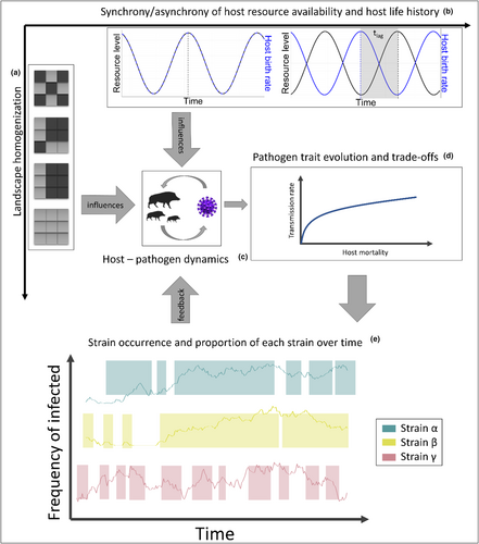 Figure 1 of Kuerschner et al. 2024: Conceptual figure: Landscape homogenization (a) and synchrony/asynchrony (tlag) of host life-history and host resource availability (b) influence host–pathogen dynamics (c) and subsequently the evolution of pathogenic traits (d) that will affect strain occurrence over time where gaps in the background line are times when the strain did not occur in the landscape (e).