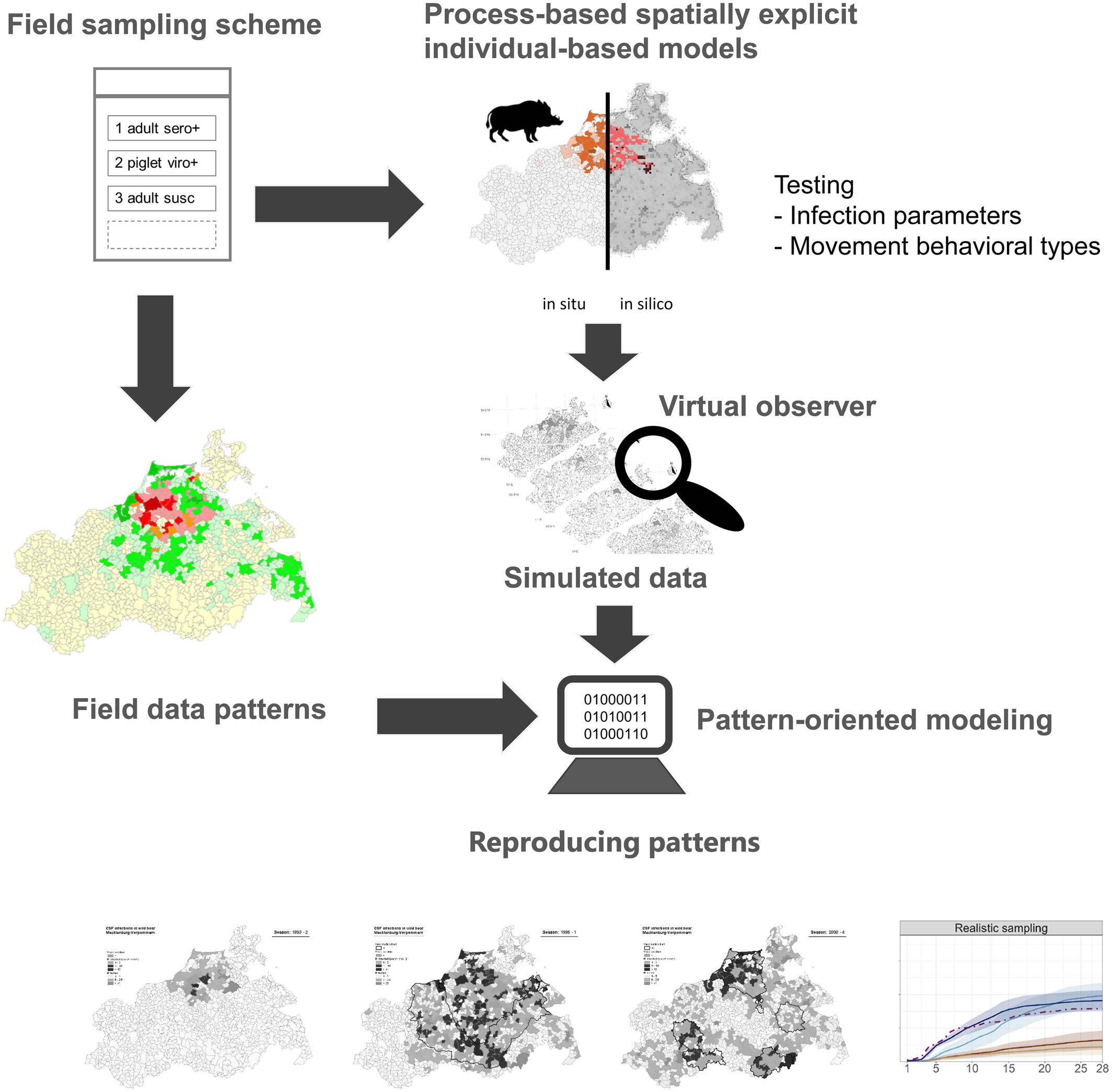 Figure 1 of Kuerschner et al. 2026: A conceptual diagram of a spatially explicit individual-based model (IBM) modeling approach simulating disease dynamics with a pattern-oriented virtual observer to mimic data-generating surveillance of disease in wild animals. Field data patterns are derived from Scherer et al. (2019).