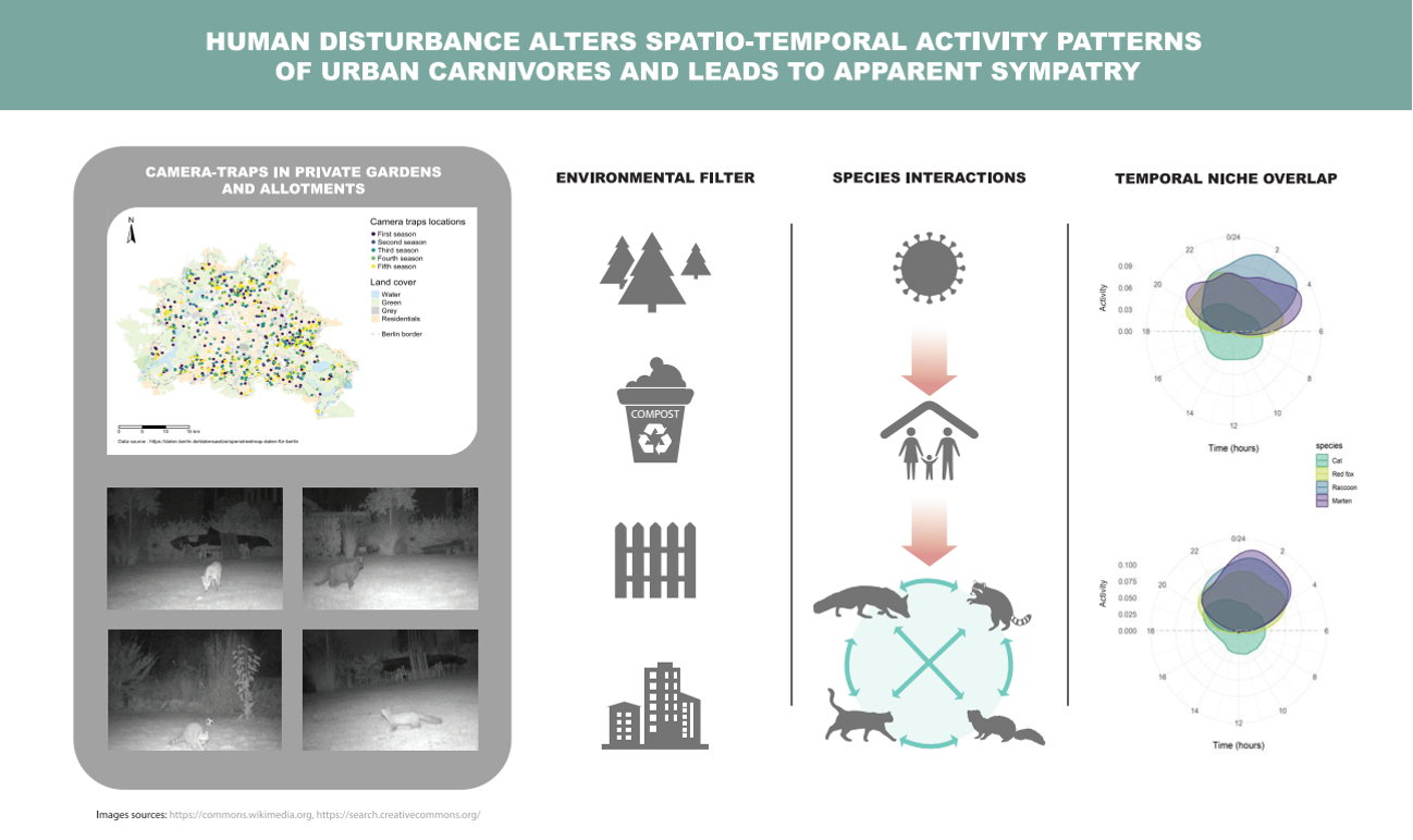 Graphical abstract of Louvrier et al. 2021: schematic illustration of the study workflow showing data sources (spatial data + photo trapping images), environmental filters (icons), species interactions (icons) and circular plots showing species activity patterns.