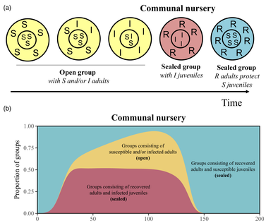 Figure 5 of Marescot et al. 2020: schematic representation of temporal changes in the composition of groups in terms of susceptible (S), infected (I) and recovered (R) juveniles and adults, in a host population with communal nursery (top) and changes in the proportion of the different types of groups in the population during the course of the epidemic (bottom).