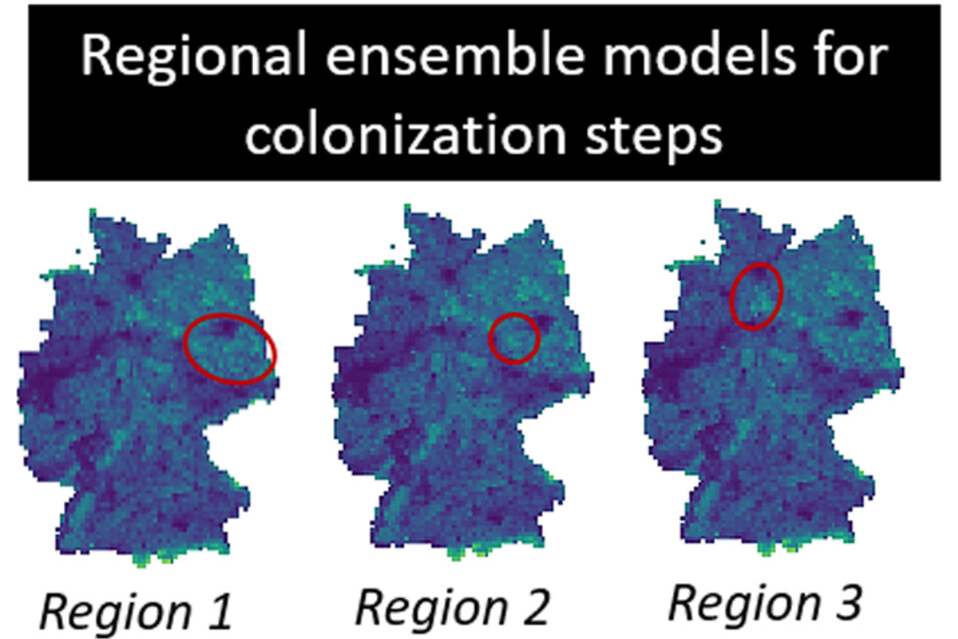Figure 1 of Planillo et al. 2023: delineate the area of data origin for the regional models that correspond with step 2 of our modelling approach to assess non-stationarity in habitat selection during the range expansion (cf. Figure 2).