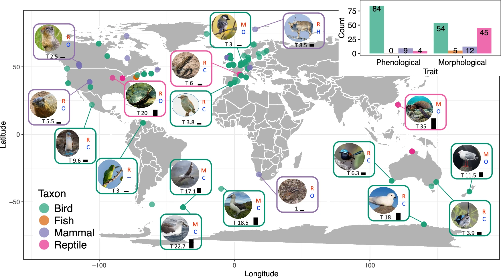 Figure 2 of Radchuk et al. 2026: Map of the studies, colour-coded for different taxa, with the number of studies per taxon shown. A selection of studied species is shown, with each inset giving information for that species on its generation time (T, in years; also depicted by the black bar next to it), its diet (carnivore: C, herbivore: H, and omnivore: O) and whether the species is a migrant (M) or a resident (R). The inset shows the number of studies per taxon and trait category. Illustration credits for the species pictures taken from Wikipedia: Svalbard reindeer—Bjørn Christian Tørrissen, four-striped grass mouse—C.R. Selvakumar, silver gull—JJ Harrison, snow petrel—Samuel Blanc, northern giant petrel—Liam Quinn, green turtle—Brocken Inaglory, green-rumped parrotlet—Jam.mohd, Columbian ground squirrel—Martin Pot, red-winged fairy-wren—John Anderson, grey-headed albatross—John Harrison. Two species pictures were provided by the co-authors of this study: painted turtle (credit: FJ) and Atlantic yellow-nosed albatross (credit: SOp). The remaining pictures were taken from Pixabay (https://pixabay.com/photos/).