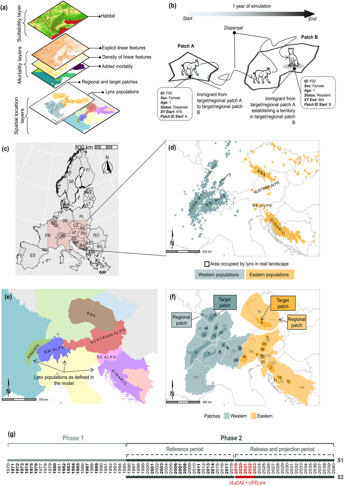 Figure 1 of Sanchez et al. 2026: (a) Layers used in the spatially explicit individual-based model of six lynx populations in central Europe that tracks lynx throughout their lifetime (reference layer, suitability layer; mortality layers, mortality probability of the modeled lynx based on multiple sources; spatial location layers, auxiliary layers used to track individuals in space); (b) movement of an individual lynx from patch A (target or regional born in that patch) to patch B (target or regional), where it becomes a resident within a year of simulation; (c) study area (red) in Europe in the simulation; (d) distribution of lynx populations modified from Kaczensky et al. (2021) (squares, area occupied by lynx); (e) lynx populations as defined in the model; (f) spatial location layers showing the nested distribution of target patches (1−26 darker color, areas of high lynx density and areas of importance for connectivity) within regional patches (30−160 lighter color, large areas surrounding target patches); and (g) visual representation of timeline from the first lynx reintroductions (years in bold) in the 1970s to the end of the simulation (timeline shows distribution of phases 1 and 2, "reference period" and "release and projection period" in phase 2, and scenarios S1 [absence of ULyCA2 and LIFE Lynx population reinforcements] and S2 [ULyCA2 and LIFE Lynx population reinforcements, red color]).