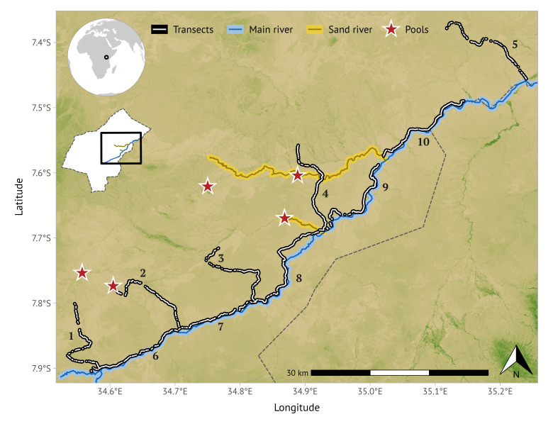 Figure 1 of Schmied et al. 2024: Map of the study area in the southeast of Ruaha National Park in East Africa. The location of 10 ground transects is shown including five perpendicular transects (P1-P5) leading away from the Great Ruaha River (GRR) and five transects alongside the GRR  (transects A6 - A10).